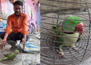 इनरुवाको बजारमा संरक्षित कर्रा सुँगा बिक्री, संरक्षणमा चुनौती