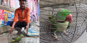 इनरुवाको बजारमा संरक्षित कर्रा सुँगा बिक्री, संरक्षणमा चुनौती