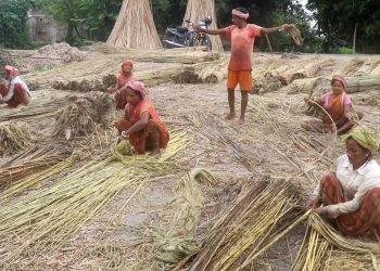 पूर्वमा खेती खुम्चिँदा उद्योगलाई विदेशी जुटको भर