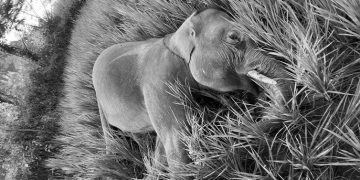 झापामा जङ्गली हात्ती मृत फेला