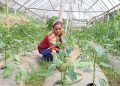 माटोमा सीप मिसाउँदा गाउँमै खुल्यो आम्दानीको बाटो
