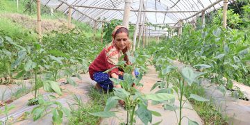 माटोमा सीप मिसाउँदा गाउँमै खुल्यो आम्दानीको बाटो