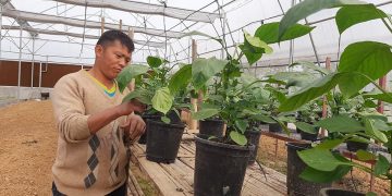 विदेशबाट फर्केर तरकारी खेतीमा रमाउँदै बराहक्षेत्रका स्थानीय