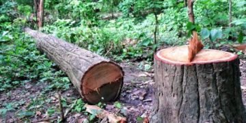 ६ लेन सडक : तरहरादेखि धरान सडकका लागि १ एक हजार ४ सय रुख कटान हुँदै