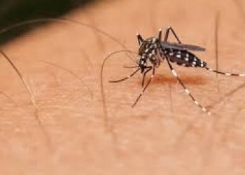 तीनजनामा डेंगु पुष्टि