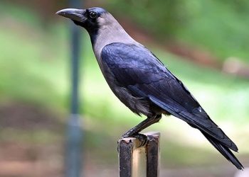 आज कागको पूजा गरिदैँ