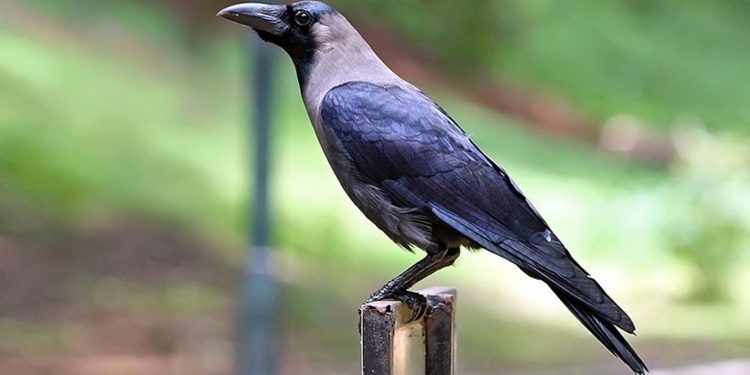 आज कागको पूजा गरिदैँ