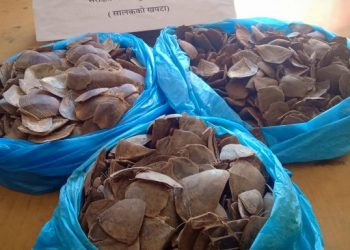 दुर्लभ वन्यजन्तु सालकको खबटा सहित उदयपुरबाट एकजना पक्राउ