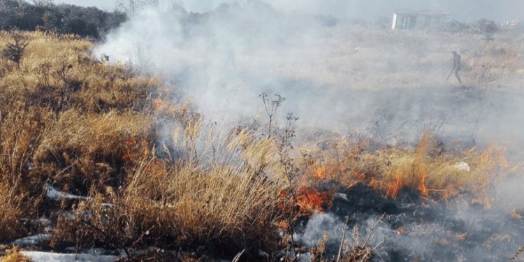 पाथीभरा क्षेत्रमा लागेको आगो अझै नियन्त्रणमा आउन सकेन
