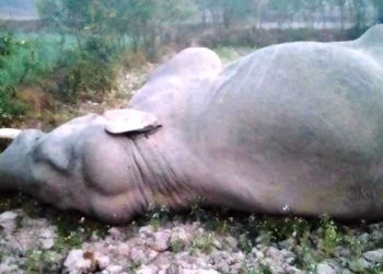 गहुँ खेत खेतबारीमा लगाइएको करेन्ट लागेर हात्तीको मृत्यु
