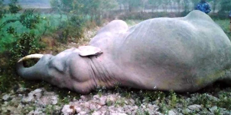 गहुँ खेत खेतबारीमा लगाइएको करेन्ट लागेर हात्तीको मृत्यु