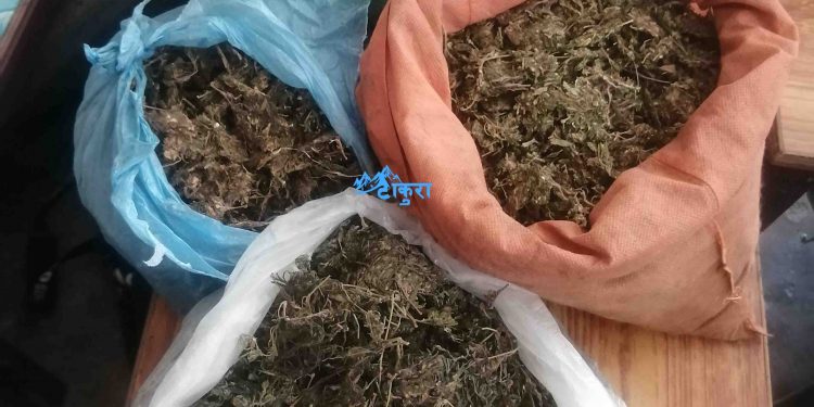 इटहरीबाट गाँजा सहित एक व्यक्ति पक्राउ