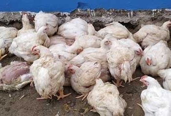 भन्सार छली ल्याएको कुखुरा सुनसरी प्रहरीद्धारा बरामद