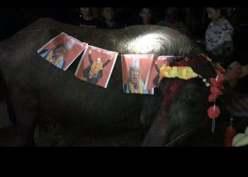 मोरङको सुन्दरहरैँचामा प्रचण्ड, माधव र झलनाथको भैँसीपूजा