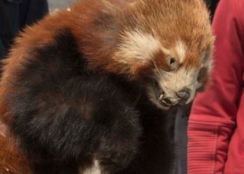 रेडपाण्डाको छालासहित तीनजना पक्राउ