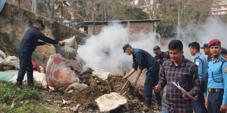 धनकुटामा ४ सय १० केजी गाँजा नष्ट