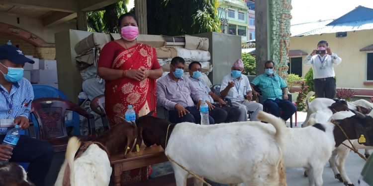 इटहरी उपमहानगरद्धारा बोयर जातका बोका वितरण