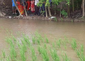 मोरङमा हाँस हराएको विषयमा छिमेकीसँग विवाद, खेतमा मृत भेटिइन् एक महिला, तीनजना पक्राउ