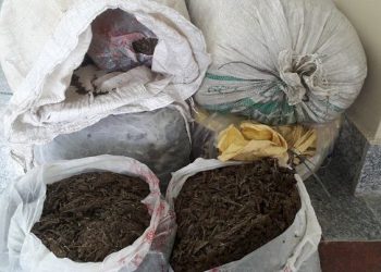 सुनसरीमा ६० केजी गाँजा बरामद