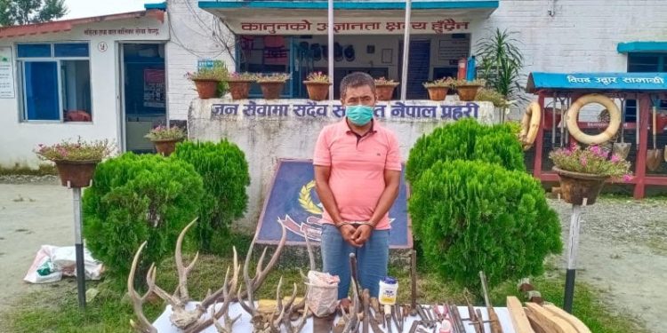 भरुवा बन्दुक बनाई बेचबिखन गर्ने आश बहादुर हरिणको सिङ सहित पक्राउ
