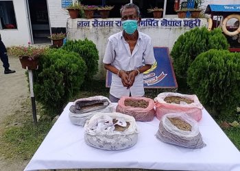 बेलबारीमा ७ केजी गाँजासहित एक वृद्द पक्राउ