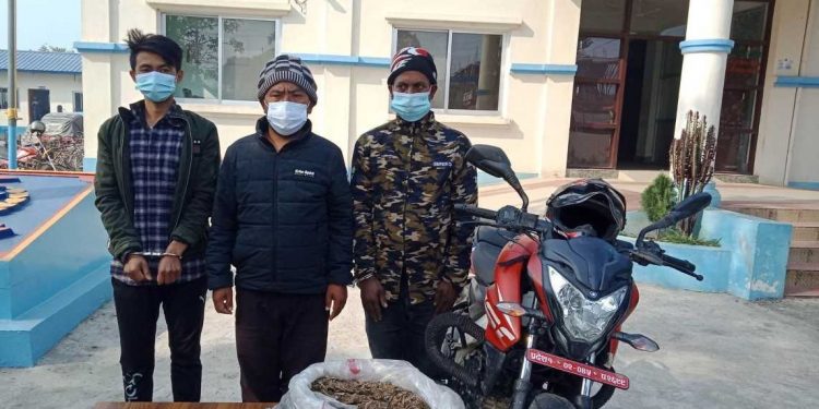 अवैध लागूऔषध गाँजासहित तीनजना पक्राउ