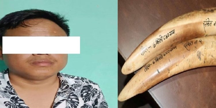 झापामा हात्तीको दाह्रा बेचबिखन गरेको आरोपमा एक पक्राउ