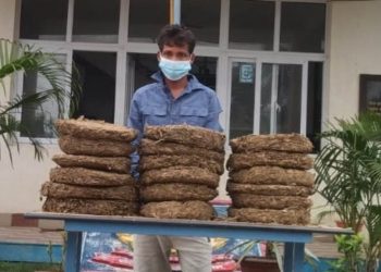 मोरङमा ३६ केजी गाँजासहित एक पक्राउ