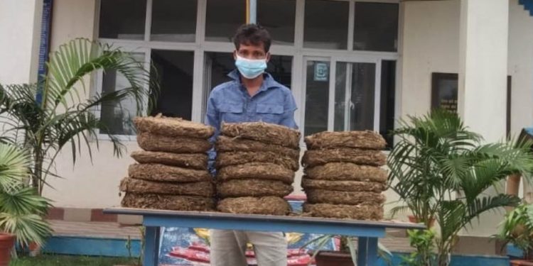 मोरङमा ३६ केजी गाँजासहित एक पक्राउ