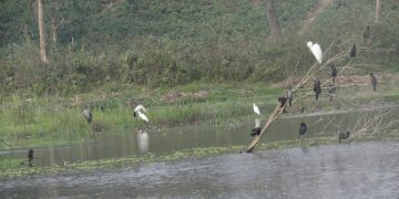 कोसीटप्पुमा दुई दशकपछि देखियो ठूलो सिलसिले हाँस