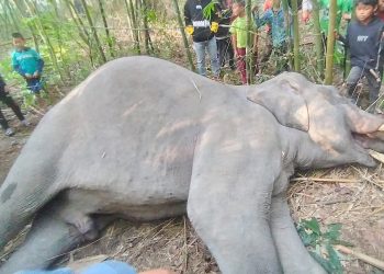 सुनसरीमा हात्ती मृत फेला