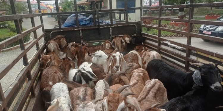 झापा : बाख्रा तस्करी गरेर भारततर्फ लाँदै गरेको अवस्थामा दुई पक्राउ
