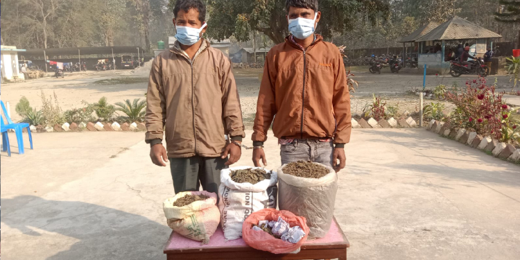 गाँजासहित दुई पक्राउ
