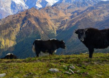 ताप्लेजुङ : संरक्षण गर्न किसानलाई याक वितरण