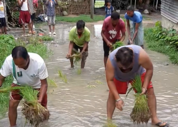 इटहरीमा सडकमै रोपियो धान