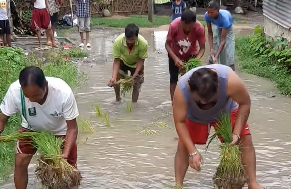 इटहरीमा सडकमै रोपियो धान