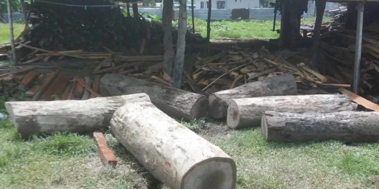 झापामा तस्करीका गोलिया काठ बरामद