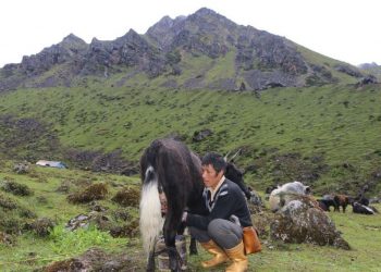 ताप्लेजुङमा चौँरीको दूध दुहुँदै किसान