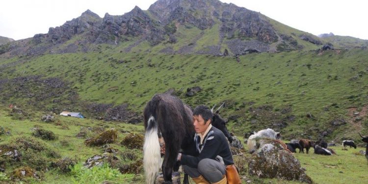 ताप्लेजुङमा चौँरीको दूध दुहुँदै किसान