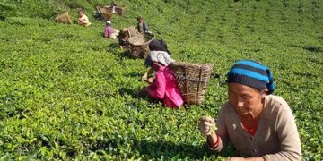 ज्याला वृद्धिको माग गर्दै चिया श्रमिकले गरे प्रदर्शन
