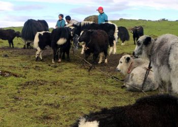 ताप्लेजुङमा याकका बाछा चरनमा