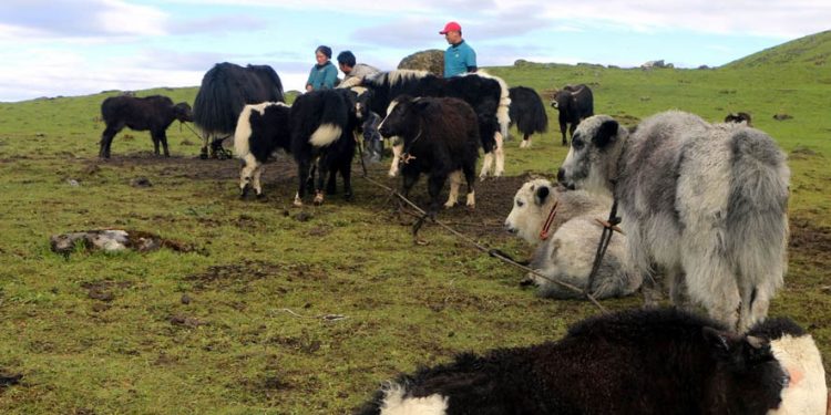 ताप्लेजुङमा याकका बाछा चरनमा