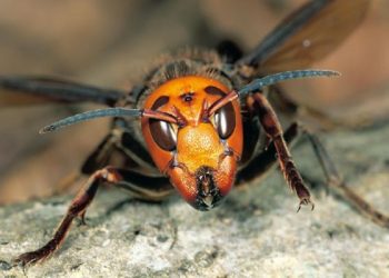 खोटाङमा अरिङ्गालले चिलेर बालिकाको मृत्यु