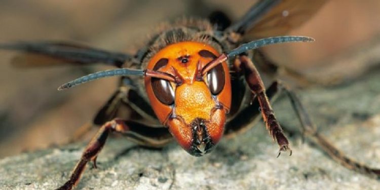 खोटाङमा अरिङ्गालले चिलेर बालिकाको मृत्यु