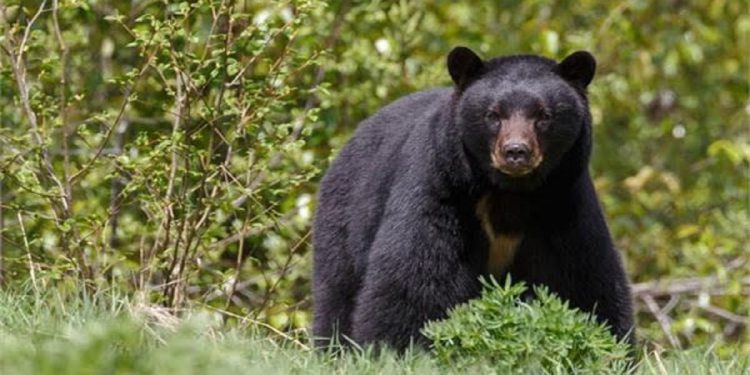 सोलुखुम्बुमा भालुको आक्रमणबाट एकको मृत्यु