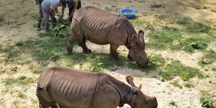 चितवनबाट ल्याइएका दुई गैँडा कोसी टप्पुमा स्थानान्तरण