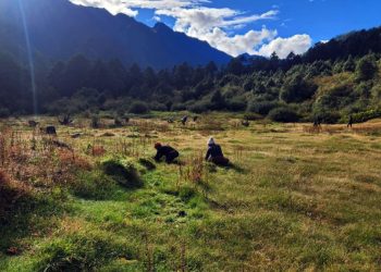 ताप्लेजुङ : ओलाङचुङगोलावासीलाई घाँसको जोहो गर्न चटारो