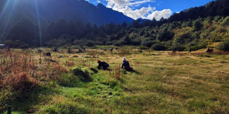 ताप्लेजुङ : ओलाङचुङगोलावासीलाई घाँसको जोहो गर्न चटारो