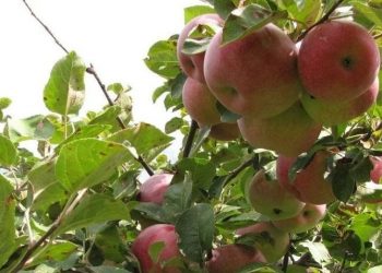 झापामा जुम्लाको स्याउ बिक्री