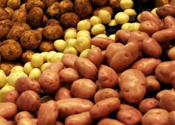 ताप्लेजुङ : आलु उत्पादन वृद्धि हुँदा किसान उत्साहित